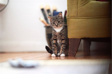 small cat - Cat looking toward living room floor Photographie de stock - Premium Libres de Droits, Code: 649-09148889