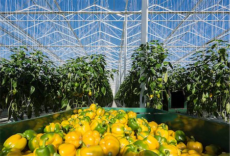 estufa de plantas - Harvested peppers in greenhouse, Zevenbergen, North Brabant, Netherlands Foto de stock - Royalty Free Premium, Número: 649-09149064