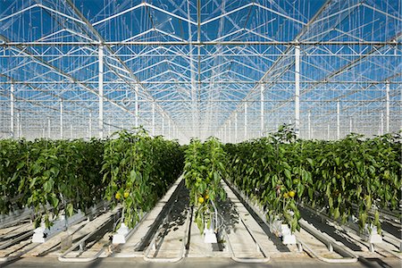 Peppers growing in greenhouse, Zevenbergen, North Brabant, Netherlands Foto de stock - Sin royalties Premium, Código: 649-09149067