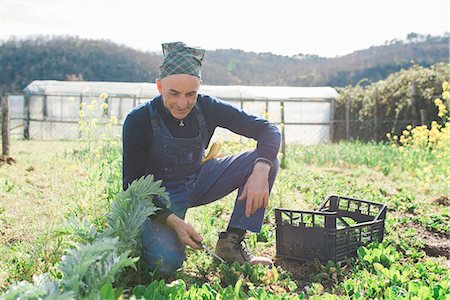 simsearch:649-07437978,k - Man weeding vegetable garden Stock Photo - Premium Royalty-Free, Code: 649-09155620