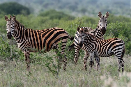 simsearch:614-09039000,k - Plains zebras (Equus quagga), Tsavo, Coast, Kenya Photographie de stock - Premium Libres de Droits, Code: 649-09156255