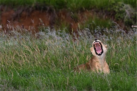 simsearch:649-07596543,k - Lioness (Panthera leo) yawning, Tsavo, Coast, Kenya Stock Photo - Premium Royalty-Free, Code: 649-09156257