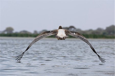 pelícano blanco - Great white pelican (Pelecanus onocrotalus), Lake Jipe, Tsavo, Coast, Kenya Foto de stock - Sin royalties Premium, Código: 649-09156252