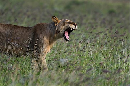 simsearch:649-07596543,k - Young lion (Panthera leo) yawning, Tsavo, Coast, Kenya Stock Photo - Premium Royalty-Free, Code: 649-09156262