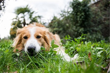 simsearch:614-07735406,k - Portrait of domestic dog, lying in grass, close-up Stock Photo - Premium Royalty-Free, Code: 649-09156280