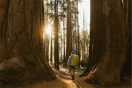 simsearch:649-09158991,k - Hiker hiking among sequoia trees, Sequoia National Park, California, USA Stockbilder - Premium RF Lizenzfrei, Bildnummer: 649-09158979