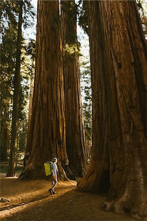 simsearch:649-09158991,k - Hiker hiking among sequoia trees, Sequoia National Park, California, USA Stockbilder - Premium RF Lizenzfrei, Bildnummer: 649-09158980