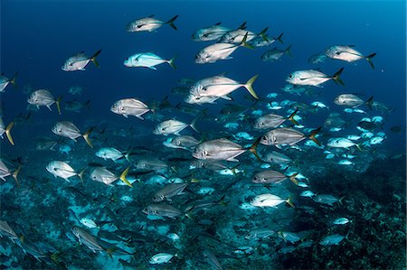 puerto morelos - Schooling Bigeye jacks around reef structure, Puerto Morelos, Quintana Roo, Mexico Foto de stock - Sin royalties Premium, Código: 649-09159044