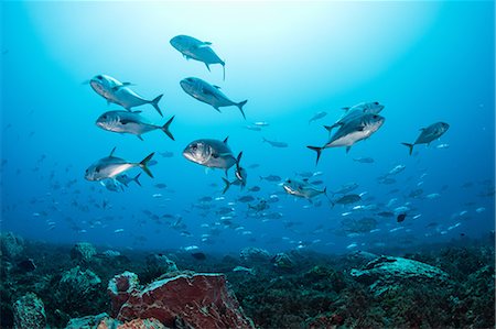 simsearch:649-08924536,k - Schooling Bigeye jacks around reef structure, Puerto Morelos, Quintana Roo, Mexico Photographie de stock - Premium Libres de Droits, Code: 649-09159042