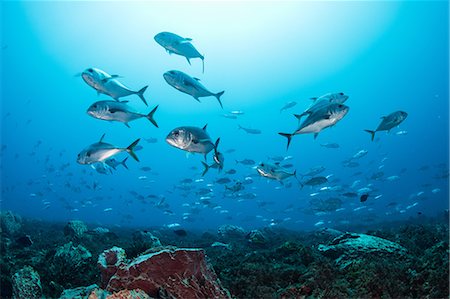 Schooling Bigeye jacks around reef structure, Puerto Morelos, Quintana Roo, Mexico Stockbilder - Premium RF Lizenzfrei, Bildnummer: 649-09159042