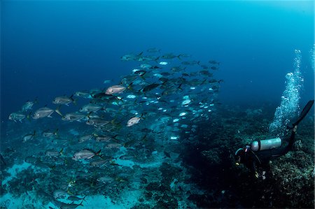 Schooling Bigeye jacks around reef structure, Puerto Morelos, Quintana Roo, Mexico Foto de stock - Sin royalties Premium, Código: 649-09159043