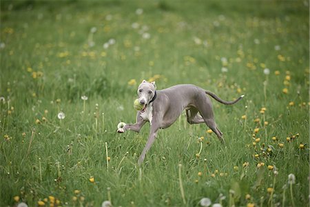 simsearch:649-09207273,k - Whippet dog running through field of dandelions with tennis ball in mouth Fotografie stock - Premium Royalty-Free, Codice: 649-09159200