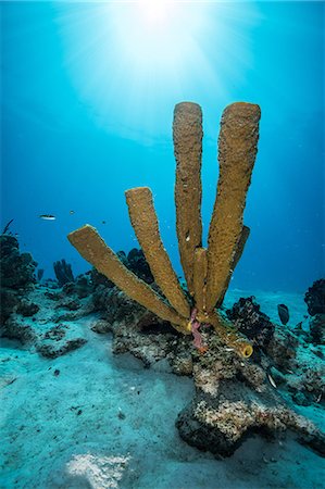 simsearch:649-09159322,k - Reef landscape, Chinchorro Banks, Xcalak, Quintana Roo, Mexico Stock Photo - Premium Royalty-Free, Code: 649-09159319