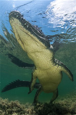 American crocodile (crocodylus acutus) in shallows, low angle view, Chinchorro Banks, Xcalak, Quintana Roo, Mexico Foto de stock - Sin royalties Premium, Código: 649-09159321