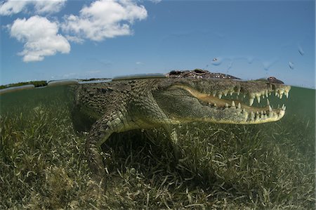 American crocodile (crocodylus acutus) in shallows showing teeth, Chinchorro Banks, Xcalak, Quintana Roo, Mexico Stock Photo - Premium Royalty-Free, Code: 649-09159322