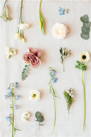 Still life of pastel coloured leaves, flower heads and flower stems, overhead view Foto de stock - Sin royalties Premium, Código: 649-09159334