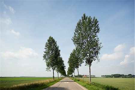 Tree lined road on dyke, Geersdijk, Zeeland, Netherlands Photographie de stock - Premium Libres de Droits, Code: 649-09166730