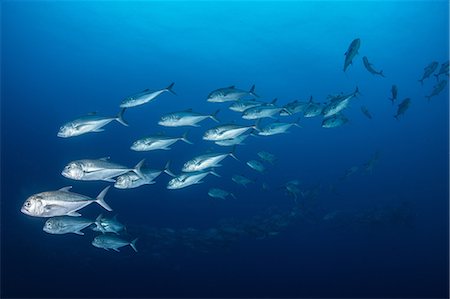 simsearch:649-08924536,k - School of jack fish, Puntarenas, Costa Rica Photographie de stock - Premium Libres de Droits, Code: 649-09166757