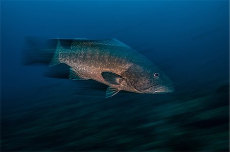 Grouper fish, long exposure, Puntarenas, Costa Rica Stock Photo - Premium Royalty-Free, Code: 649-09166759