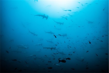 simsearch:614-09110964,k - School of scalloped hammerheads, Puntarenas, Costa Rica Stock Photo - Premium Royalty-Free, Code: 649-09166764