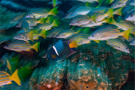 simsearch:649-09078556,k - Yellow snappers and king angelfish, long exposure, Puntarenas, Costa Rica Stock Photo - Premium Royalty-Free, Code: 649-09166768