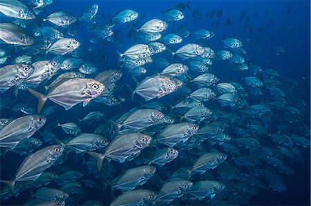 simsearch:649-09078556,k - School of jack fish, Puntarenas, Costa Rica Stock Photo - Premium Royalty-Free, Code: 649-09166760