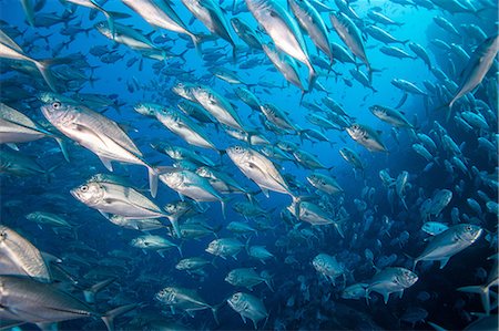 simsearch:649-08924536,k - School of jack fish, Puntarenas, Costa Rica Photographie de stock - Premium Libres de Droits, Code: 649-09166761