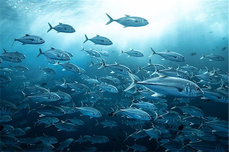 simsearch:649-08924536,k - School of jackfish, Puntarenas, Costa Rica Photographie de stock - Premium Libres de Droits, Code: 649-09166776