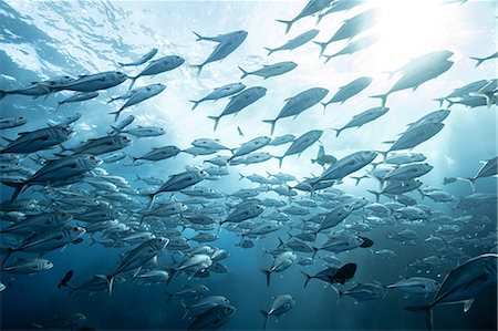 simsearch:649-08924536,k - School of jackfish, Puntarenas, Costa Rica Photographie de stock - Premium Libres de Droits, Code: 649-09166777