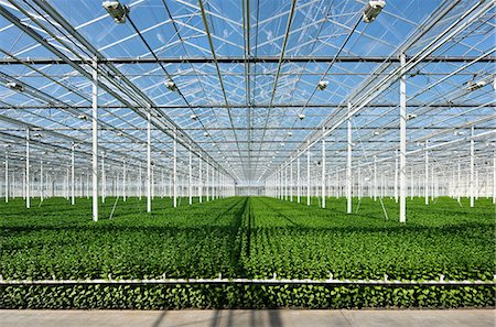 régulation - Growing chrysanthemums in modern Dutch greenhouse, Maasdijk, Zuid-Holland, Netherlands Photographie de stock - Premium Libres de Droits, Code: 649-09166884