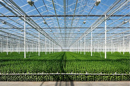 Growing chrysanthemums in modern Dutch greenhouse, Maasdijk, Zuid-Holland, Netherlands Foto de stock - Sin royalties Premium, Código: 649-09166884