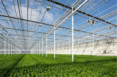 Growing chrysanthemums in modern Dutch greenhouse, Maasdijk, Zuid-Holland, Netherlands Photographie de stock - Premium Libres de Droits, Code: 649-09166882