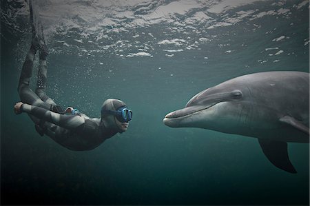 freediving - Woman freediving with bottlenose dolphin (Tursiops truncatus), Doolin, Clare, Ireland Stock Photo - Premium Royalty-Free, Code: 649-09166967