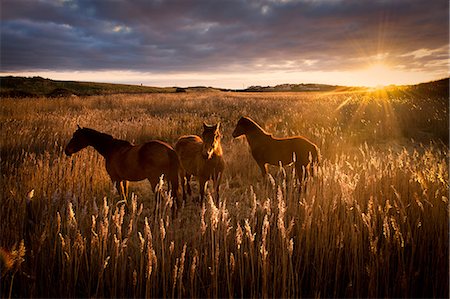 pferd (tier) - Three horses in field at sunset, Doolin, Clare, Ireland Stockbilder - Premium RF Lizenzfrei, Bildnummer: 649-09166985