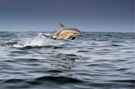 ehrfürchtig - Common dolphin (Delphinus), porpoising, Blasket Islands, Dingle, Kerry, Ireland Stockbilder - Premium RF Lizenzfrei, Bildnummer: 649-09166987