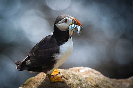 Puffin (Fratercula arctica), with sand eel, Skellig Islands, Portmagee, Kerry, Ireland Photographie de stock - Premium Libres de Droits, Code: 649-09166995