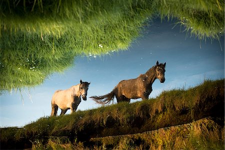 doolin ireland - Still water showing reflection of two horses walking, Doolin, Clare, Ireland Stock Photo - Premium Royalty-Free, Code: 649-09167002