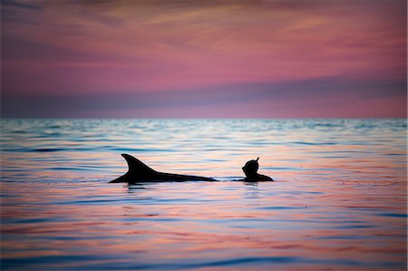 simsearch:649-09167070,k - Woman freediving with bottlenose dolphin (Tursiops truncatus), Doolin, Clare, Ireland Foto de stock - Sin royalties Premium, Código: 649-09167003