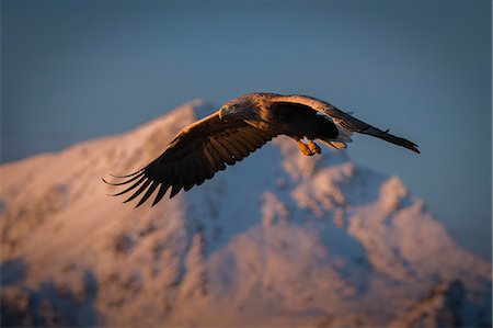 White-tailed Eagle (Haliaeetus albicilla), in flight, hunting for fish, Lofoten, Nordland, Norway Stock Photo - Premium Royalty-Free, Code: 649-09167012