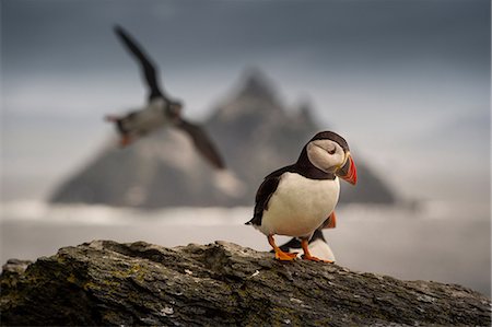 frailecillo común - Puffin (Fratercula arctica), Skellig Rock in background, Portmagee, Kerry, Ireland Foto de stock - Sin royalties Premium, Código: 649-09167022