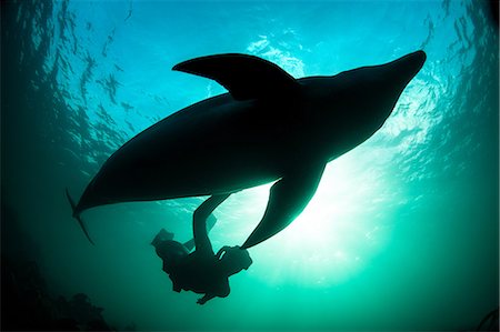 doolin - Woman free-diving with Bottlenose dolphin (Tursiops truncates), underwater view, Doolin, Clare, Ireland Foto de stock - Sin royalties Premium, Código: 649-09167030