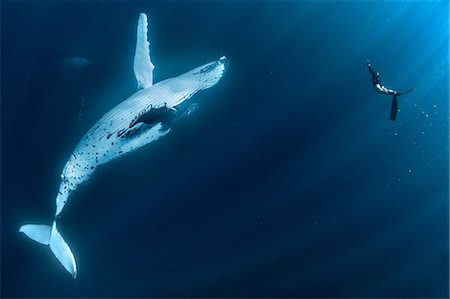 simsearch:649-09166982,k - Woman swimming with Humpback whales (Megaptera novaeangliae), underwater view, Tonga, Western, Fiji Stockbilder - Premium RF Lizenzfrei, Bildnummer: 649-09167047
