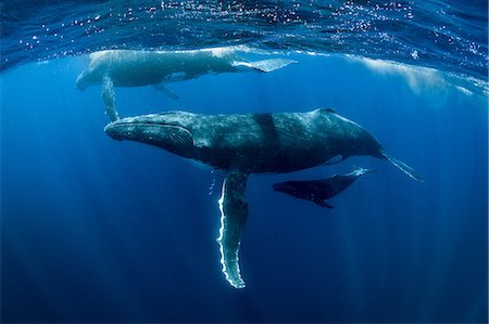 simsearch:649-09166982,k - Humpback whales (Megaptera novaeangliae), underwater view, Tonga, Western, Fiji Stockbilder - Premium RF Lizenzfrei, Bildnummer: 649-09167048