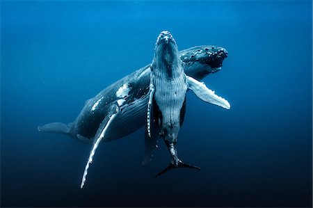 simsearch:649-09166982,k - Humpback whales (Megaptera novaeangliae), underwater view, Tonga, Western, Fiji Stockbilder - Premium RF Lizenzfrei, Bildnummer: 649-09167050