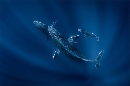 simsearch:649-09166982,k - Humpback whales (Megaptera novaeangliae), underwater view, Tonga, Western, Fiji Stockbilder - Premium RF Lizenzfrei, Bildnummer: 649-09167051