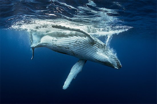 Humpback whales (Megaptera novaeangliae), underwater view, Tonga, Western, Fiji Stock Photo - Premium Royalty-Free, Image code: 649-09167052
