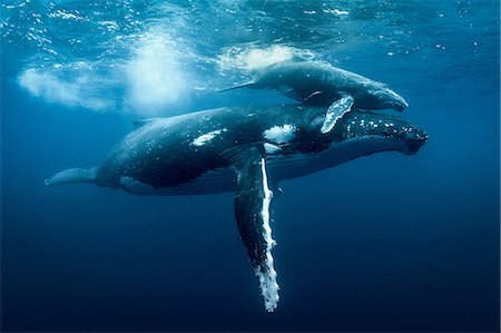 simsearch:649-09166982,k - Humpback whales (Megaptera novaeangliae), underwater view, Tonga, Western, Fiji Stockbilder - Premium RF Lizenzfrei, Bildnummer: 649-09167053