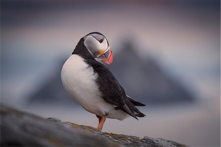 portmagee - Puffin (Fratercula arctica), resting on rocks, Portmagee, Kerry, Ireland Foto de stock - Sin royalties Premium, Código: 649-09167066