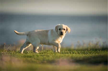 Labrador puppy, outdoors, Doolin, Clare, Ireland Foto de stock - Sin royalties Premium, Código: 649-09167079