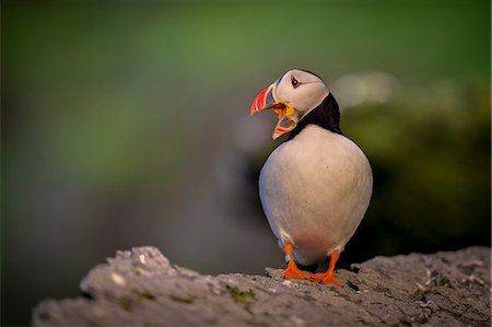portmagee - Puffin (Fratercula arctica), resting on rocks, Portmagee, Kerry, Ireland Foto de stock - Sin royalties Premium, Código: 649-09167070